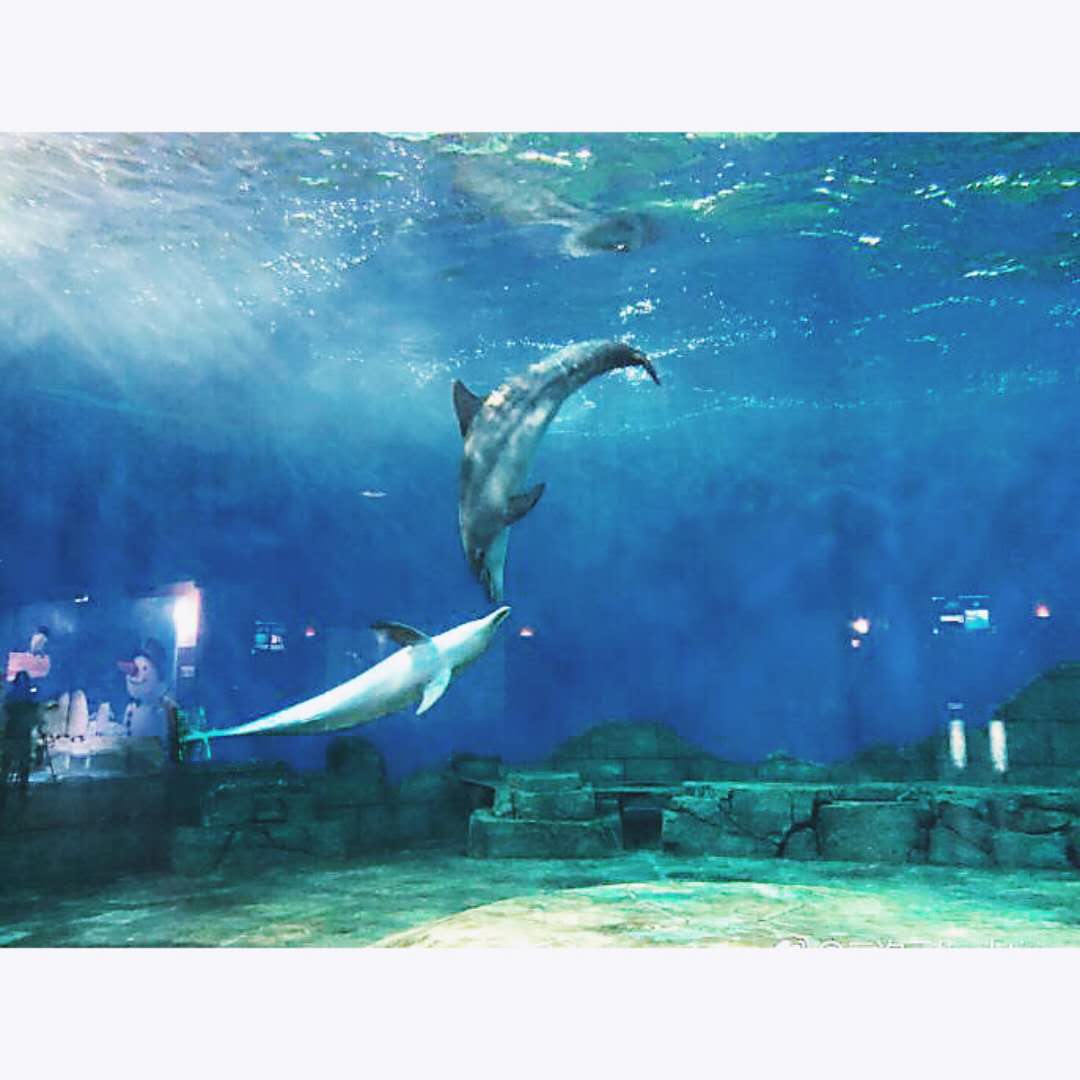 重庆海石公园网红打卡地,重庆汉海海洋公园怎么样