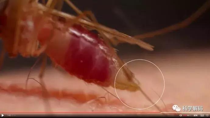 蚊子怎么咬人科普,蚊子解剖示意图