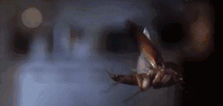 蟑螂的十大真相,最可怕的蟑螂是什么蟑螂