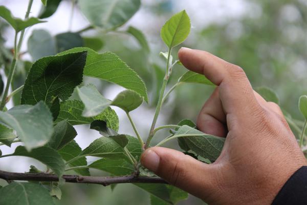 苹果树环切的正确方法,苹果树环切教学