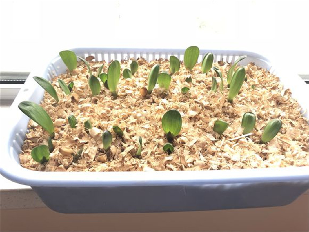 君子兰的繁殖方法怎么栽,君子兰如何繁殖才能长得更高