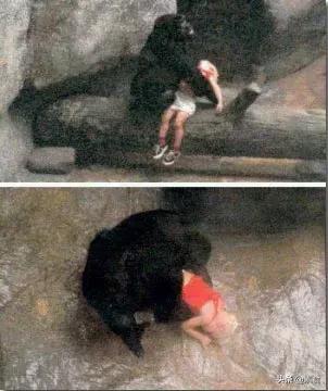 如何看待为了保护动物而吃素,素食拯救了我的生命