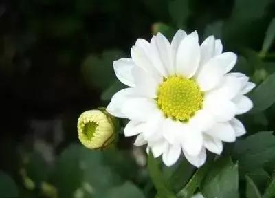 100种花的英文和花语是什么,100种花的花语以及送花礼仪分享