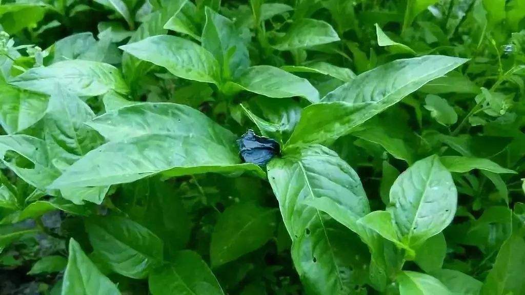 《说文解字》第119课：猪为何是“六畜”之一，看这个汉字