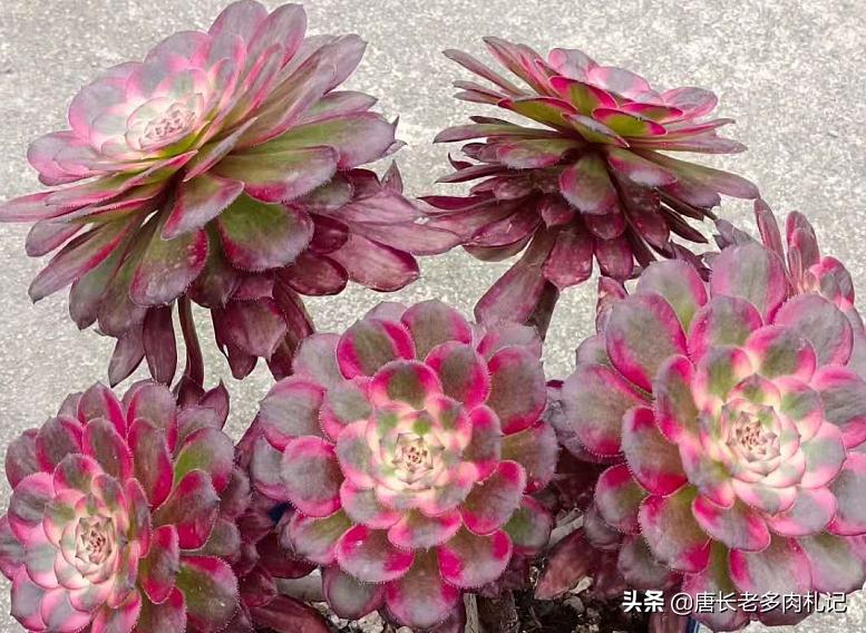 多肉法师颜色差没亮度怎么办,多肉法师怎么养容易出状态