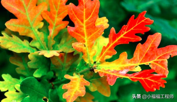 绿植叶子发蔫怎么回事,绿植叶片耷拉发蔫