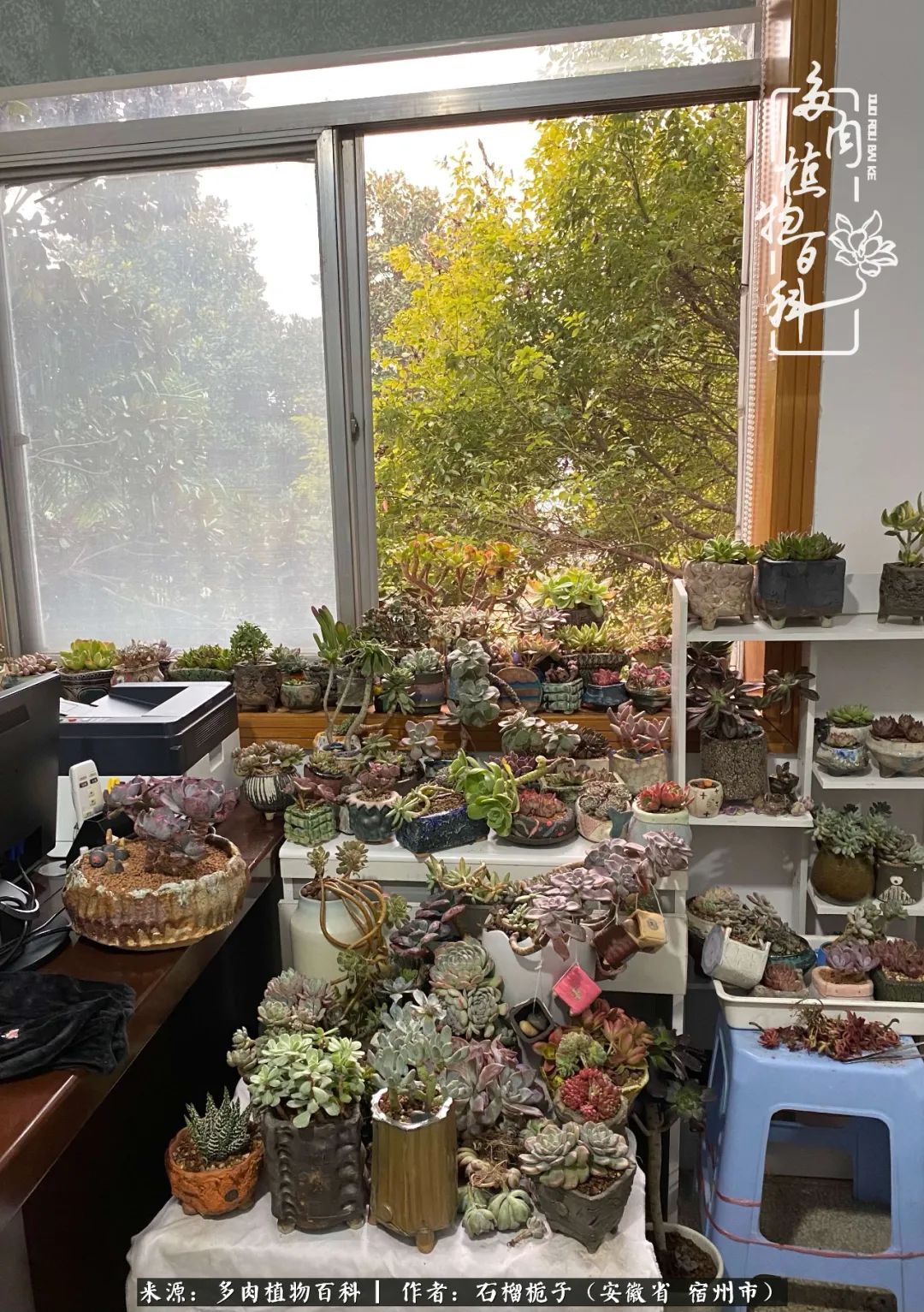 治愈系多肉：何以解忧，唯有多肉