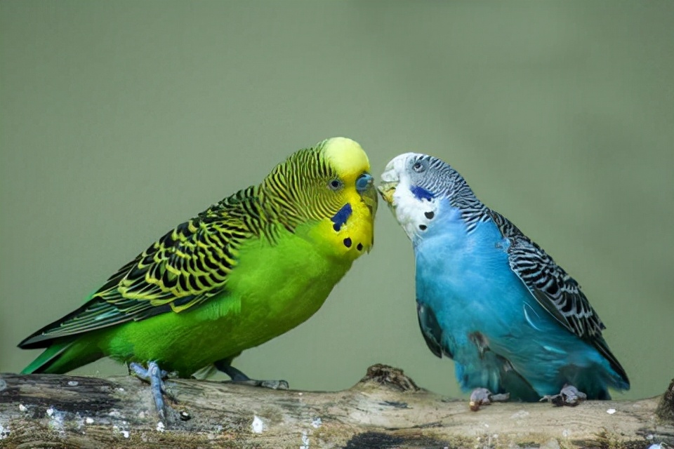 养宠经验鹦鹉拉肚子怎么办,鹦鹉拉肚子奄奄一息怎么治疗