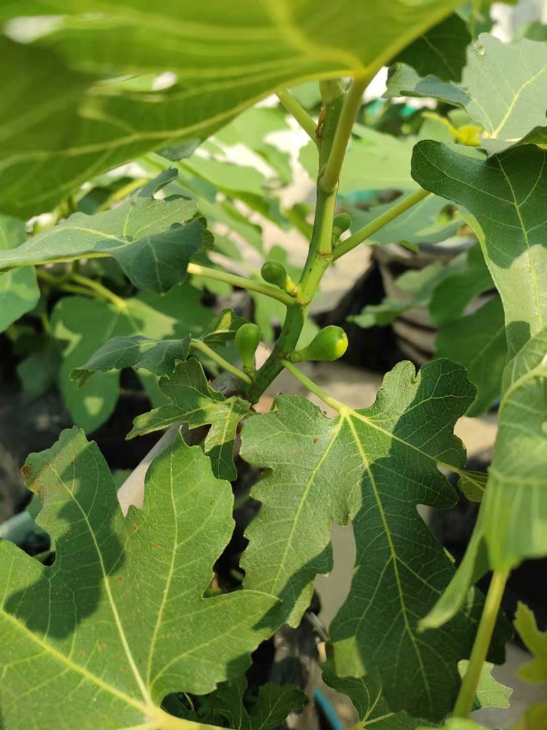 怎样养好无花果,怎样养好盆景无花果