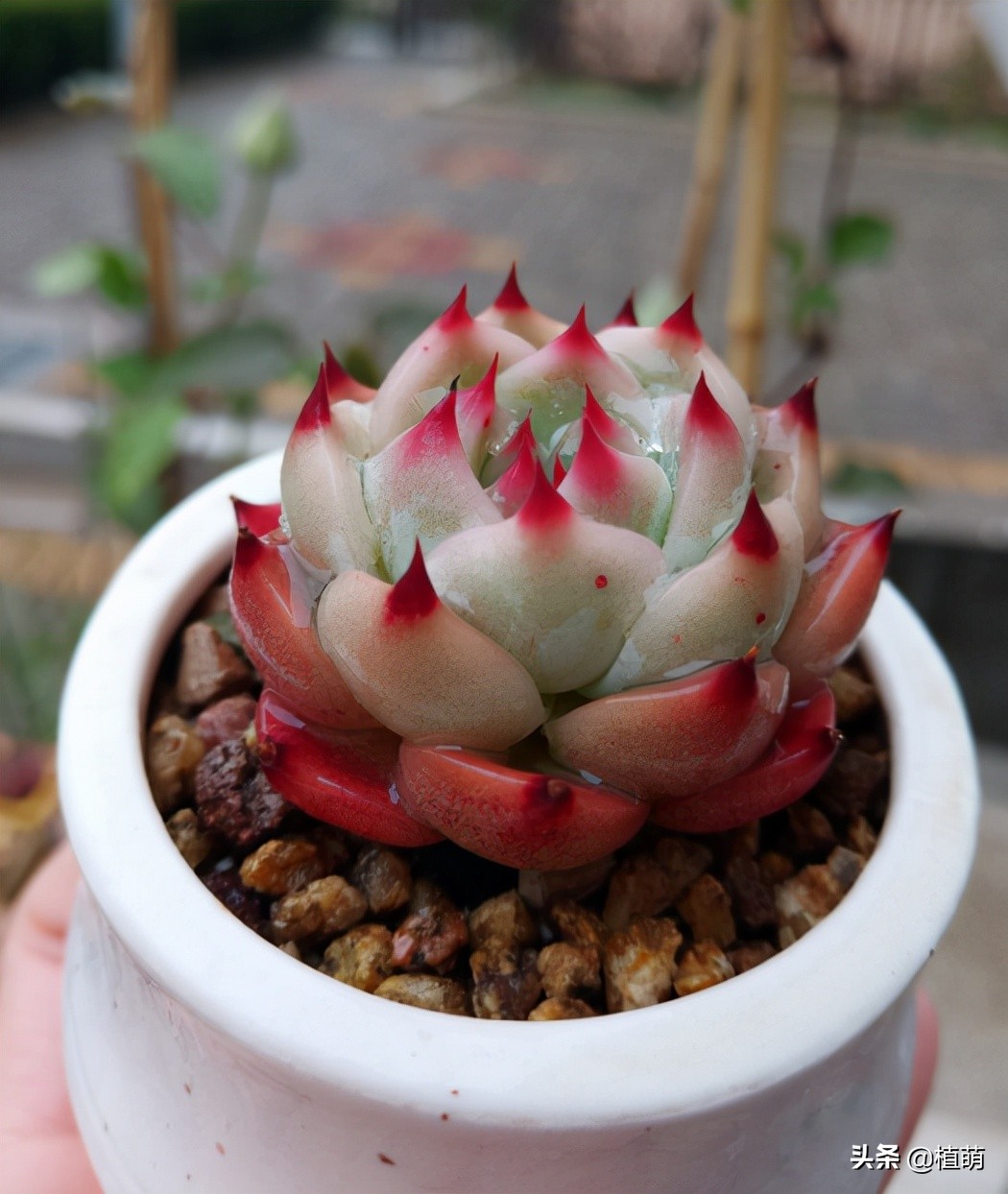 吉娃娃最佳控养方法,有人觉得吉娃娃好吗