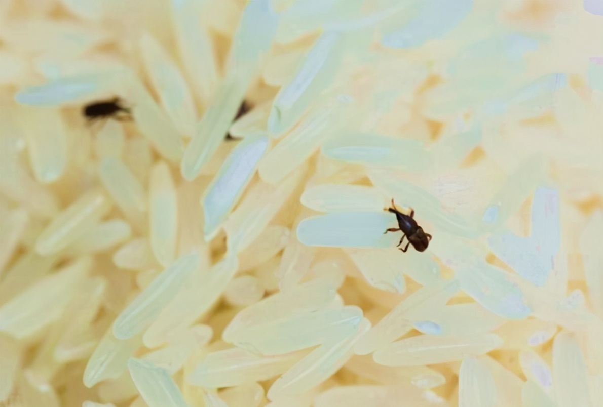 麦牛如何消灭,为什么谷物放久了会生虫