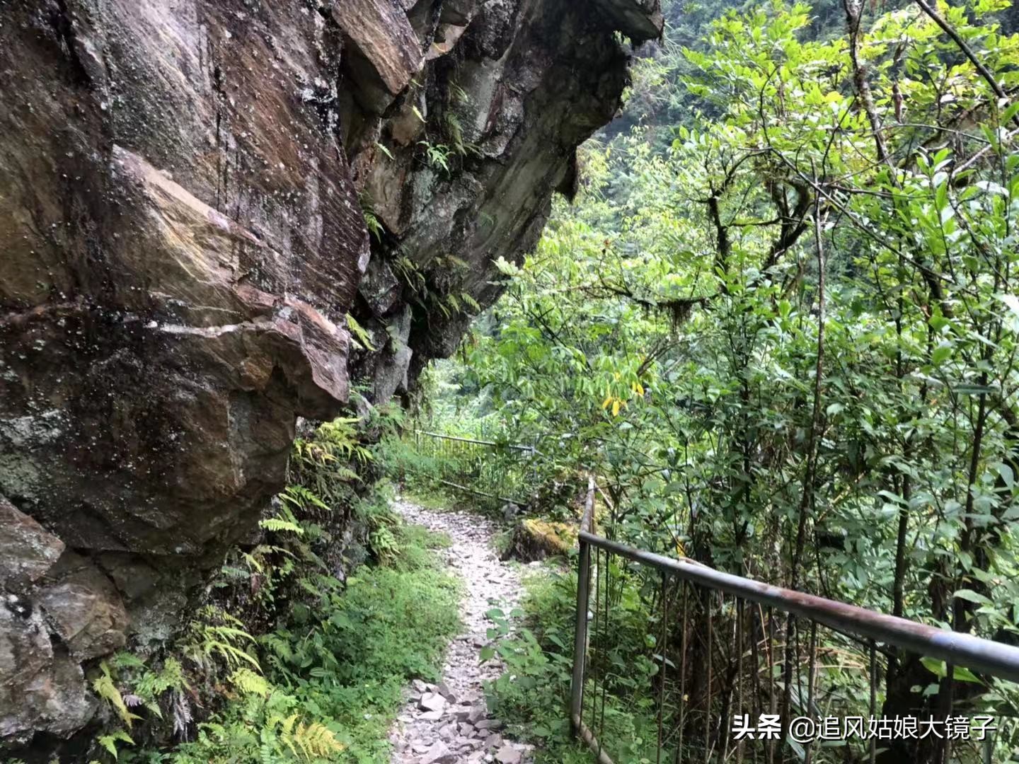 穿越到原始森林里面,穿越原始森林来种田