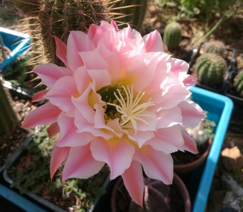 十个仙人球,最新30个仙人球品种