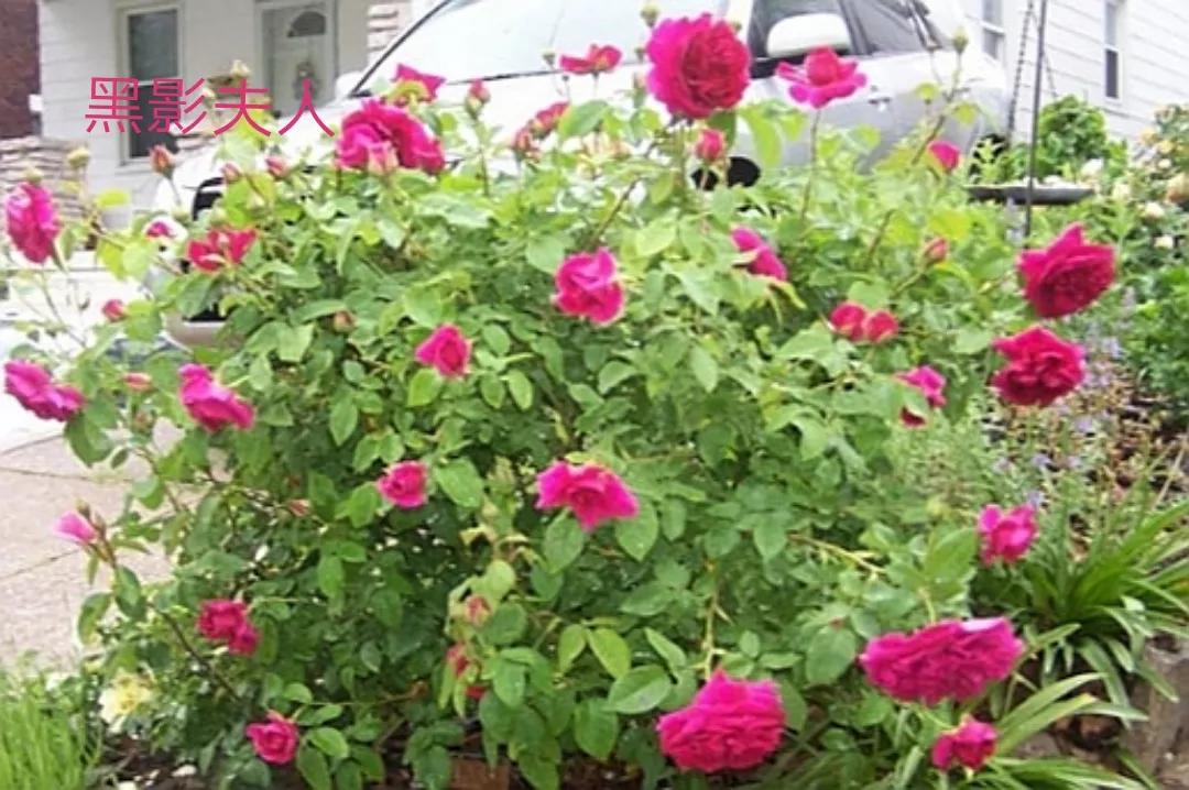 适合做切花的月季品种,十大公认最好切花月季