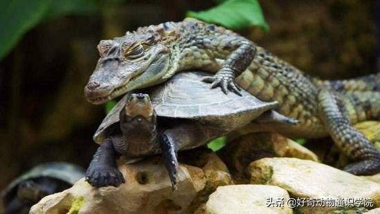 冷血动物怎么维持体温,冷血动物是怎么形成的