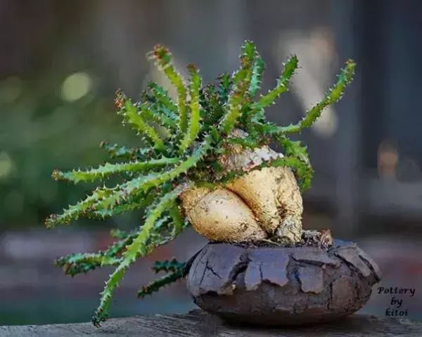 大叔养多肉20年，一片叶子上万块，盆盆都快成精了！