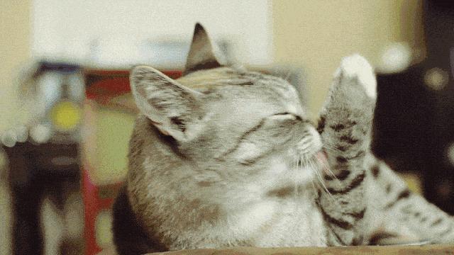 铲屎官不能不知道的养猫的那些事,养猫脏还是养狗脏