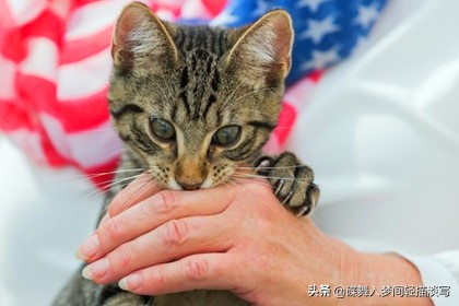 猫被猫咬了多久会好,猫咪咬伤有哪些不要吃