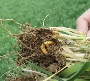 小麦缺肥发黄怎么办,小麦根发黄是什么病