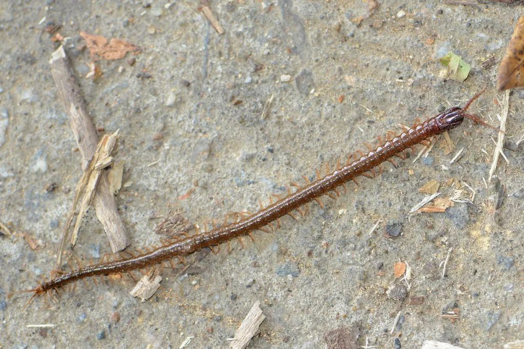 在南方大蜈蚣面前,南方大蟑螂简直不堪一提