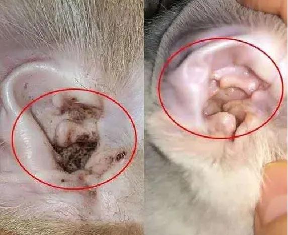 解答宠物问题,关于宠物的问题和答案大全