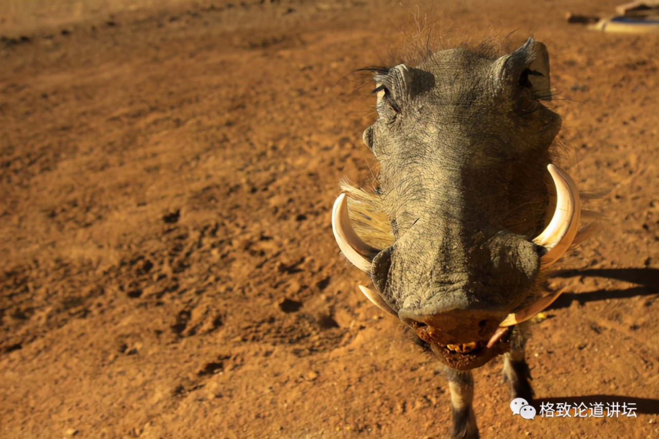 被称为“非洲最强挖掘机”的它，挖洞速度比6个人还快