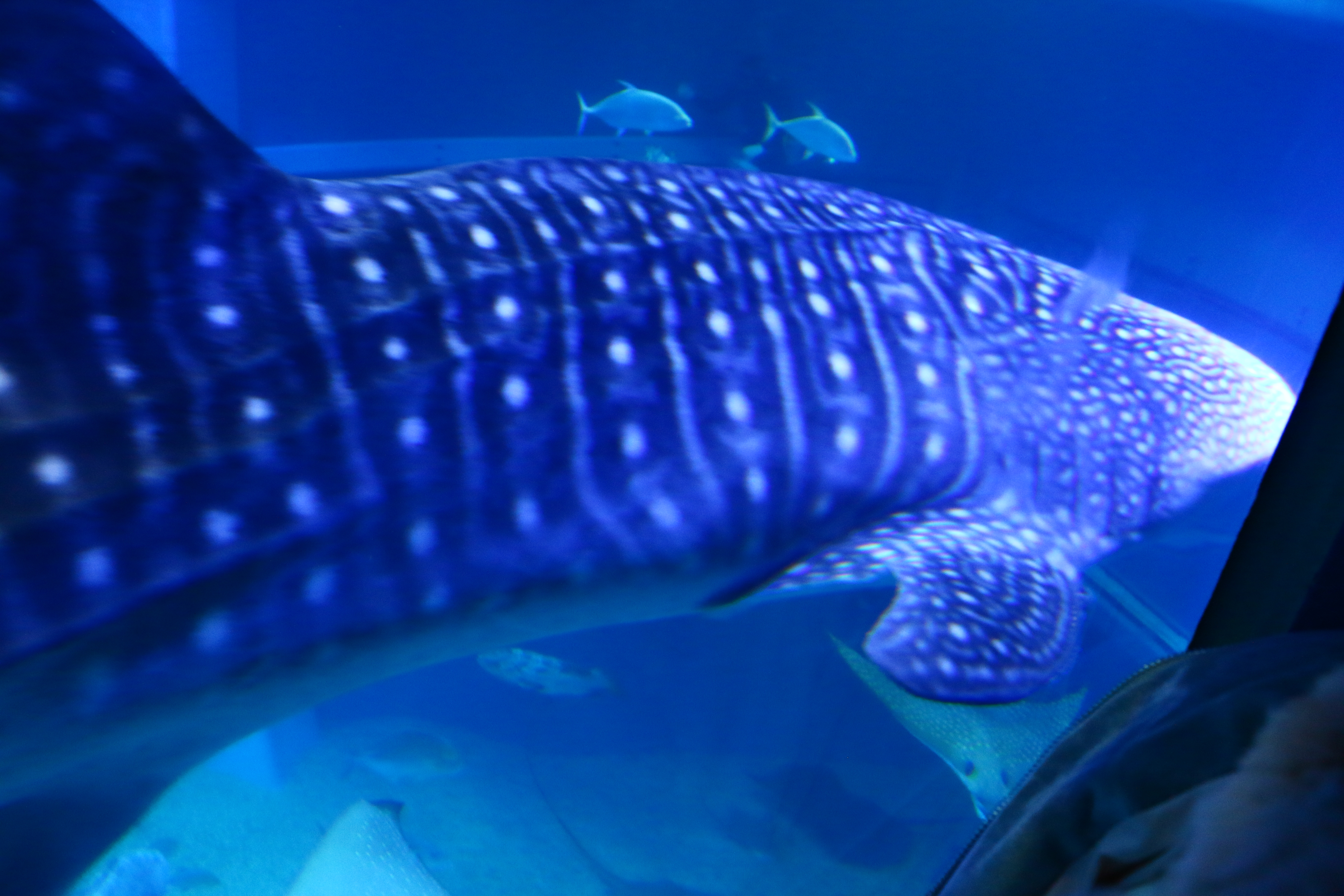 日本奈良自由行详细攻略,日本大阪京都自由行路线