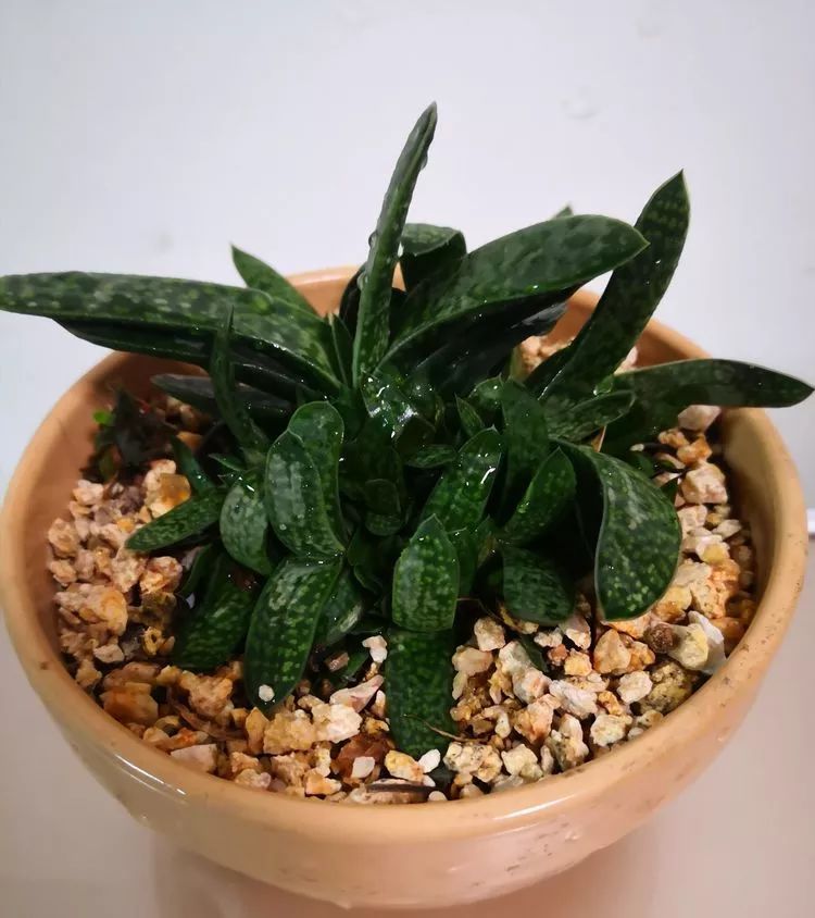 一花一世界多肉园艺,一花一世界一叶一菩提多肉植物