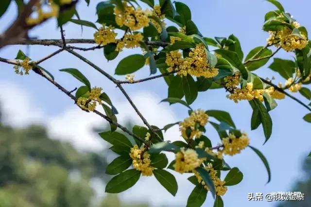 安徽金寨有棵千年“桂花王”，为国内发现最大的桂花树