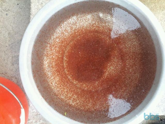 怎么给观赏鱼投喂饲料,观赏鱼投喂活食