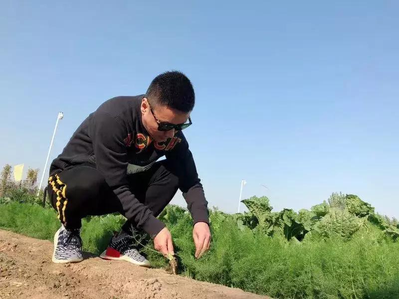 自己种菜省钱方便,自己种菜又方便又放心