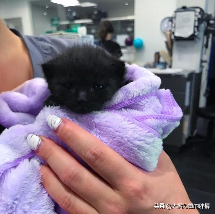 小猫被主人发现,小猫被主人发现就撒娇