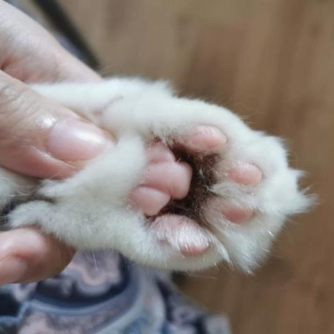 狗狗得了趾间炎用什么药,狗趾间炎是真菌还是细菌