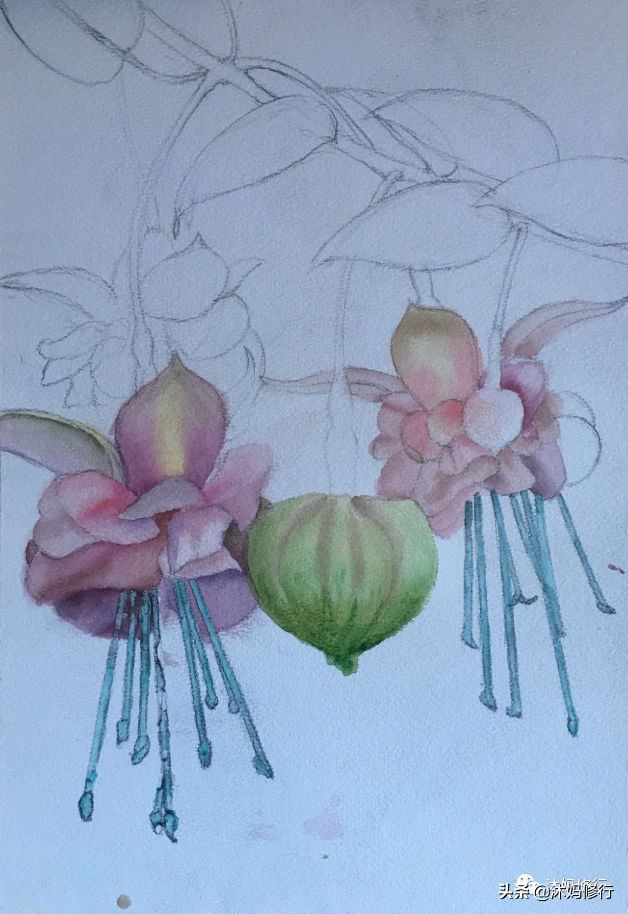 水彩手绘吊钟花,水彩吊钟花手绘