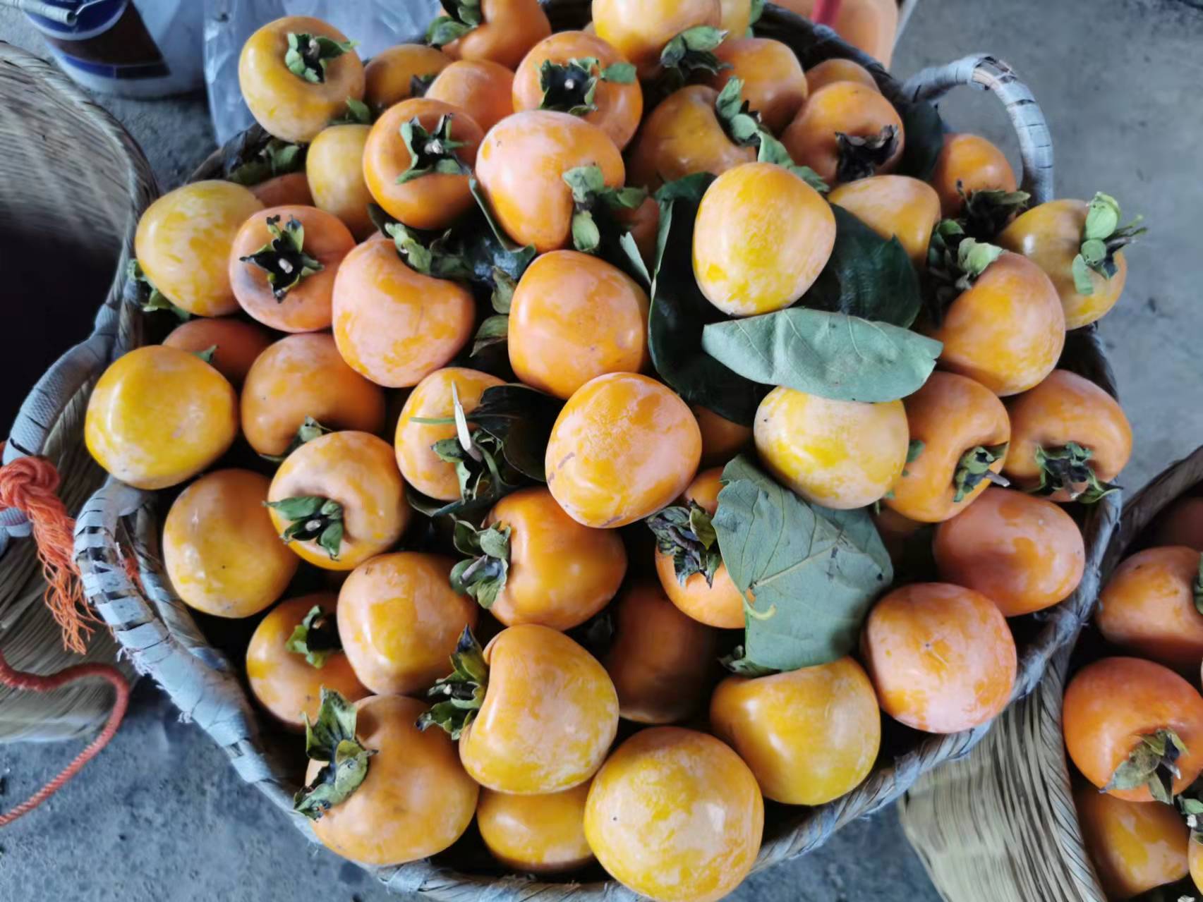 稻花飘香,柿柿如意——从化上罗村秋日拾趣