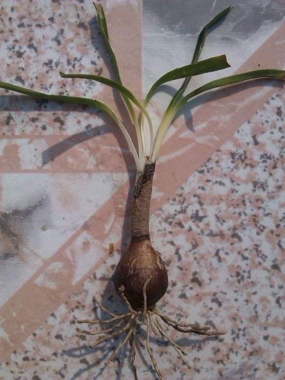 彼岸花可以种在院子里面,彼岸花不能放在什么地方