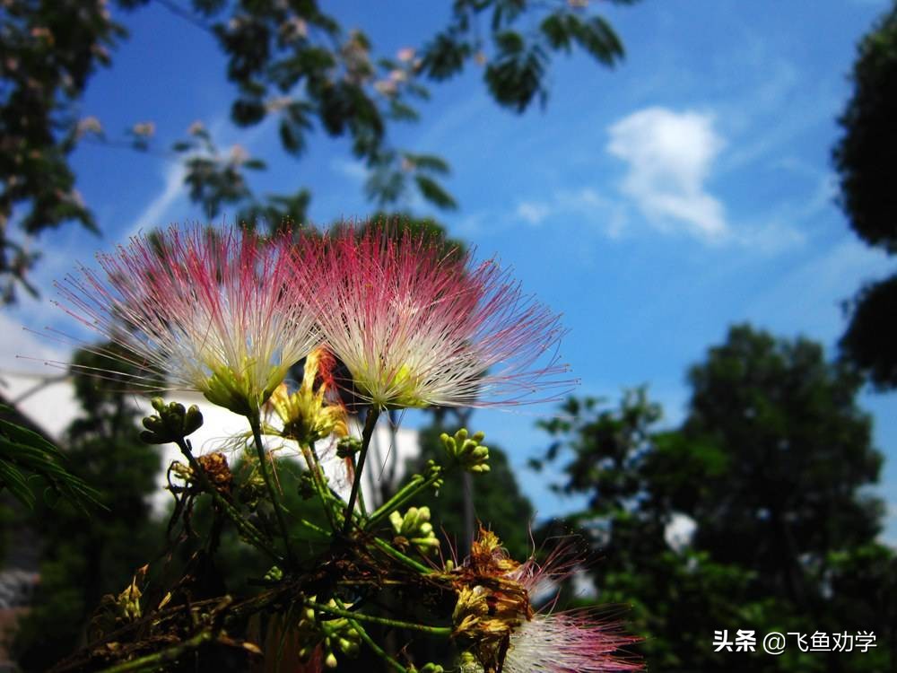 木棉树，*欢合**树，枇杷树：这3棵树写出了3个女人最精彩的一生