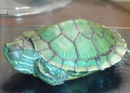 最受欢迎的10种宠物猫狗,十大最受欢迎的宠物排名