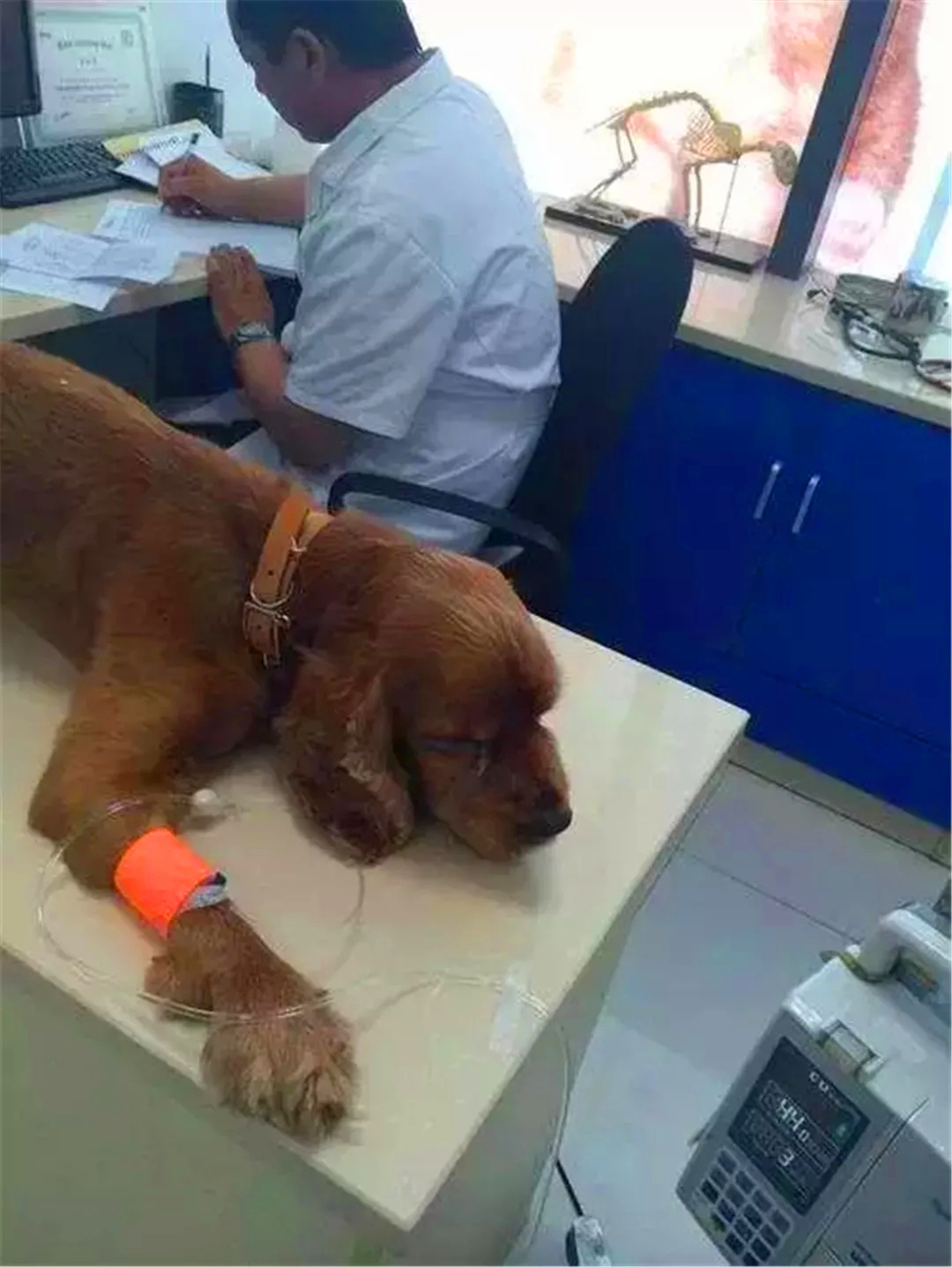 狗狗误舔了除菌液,狗狗不小心舔到84消毒液