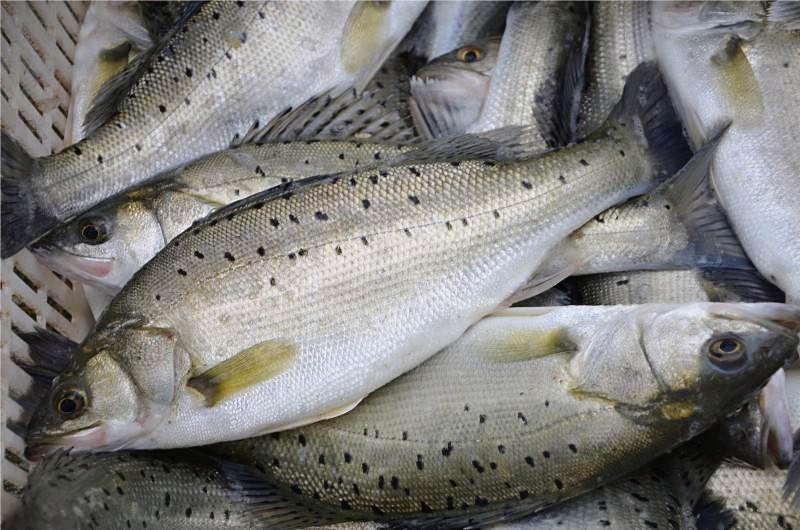 清蒸鱼正确做法步骤及时间,清蒸鱼八分钟小窍门教你一看就懂