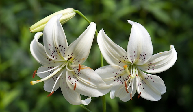 每个十一月生日对应的生日花,365天每天代表生日的花有哪些