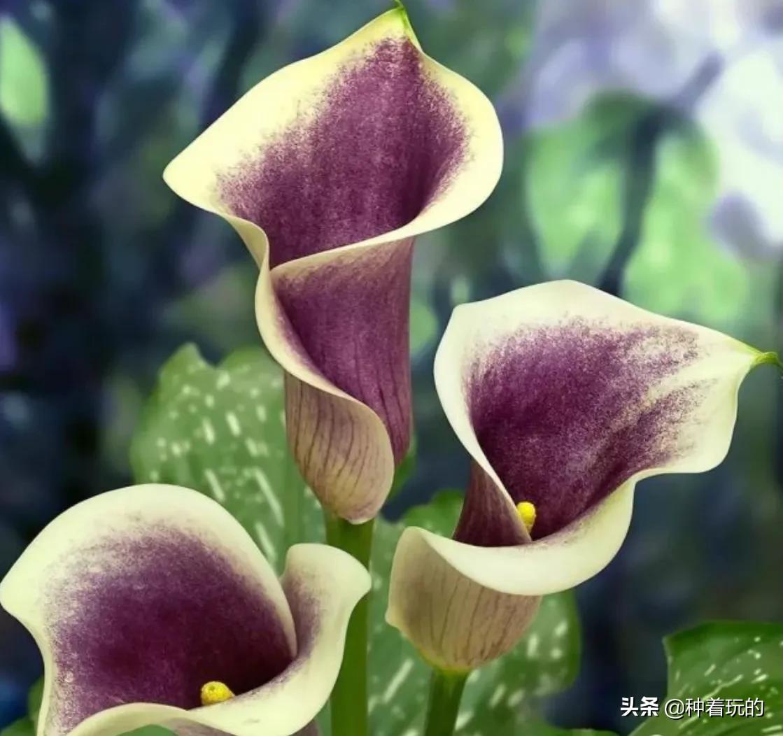 纯洁优雅的少女绽放的马蹄莲从天降落的圣光你心动了吗