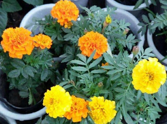 万寿菊感染斑枯病和花腐病,掌握这五个办法,枯萎病斑立马褪散