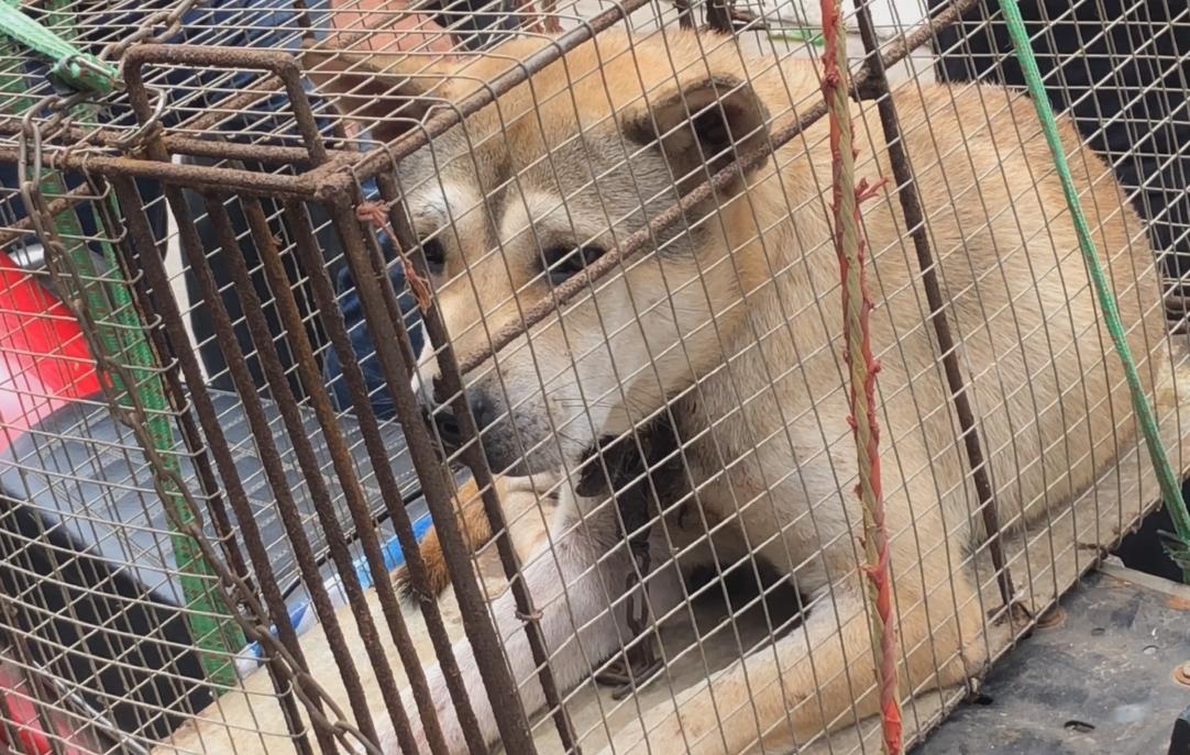 把价值5000的狗当肉狗卖掉,宠物被当肉狗卖