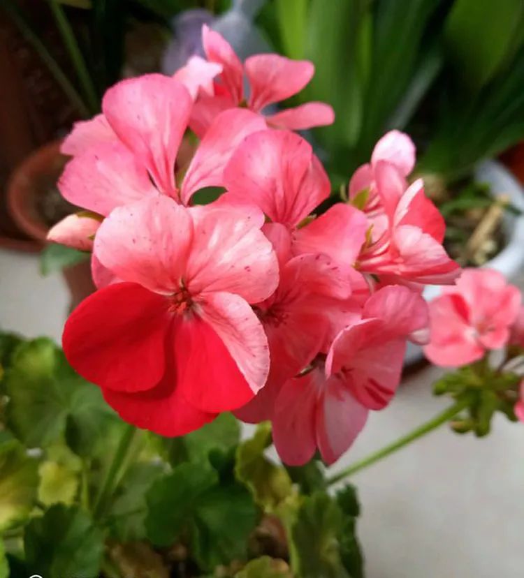 这种花别乱浇水水越多越不开花,这种花不怕冷好养易活