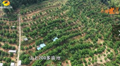 湖南医生夫妻不务正业，租380亩山投600万，8年后成“水果大王”