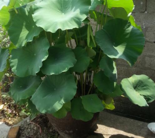 我家的江南风光,小小碗莲,自在清香淡雅,真的好看极了