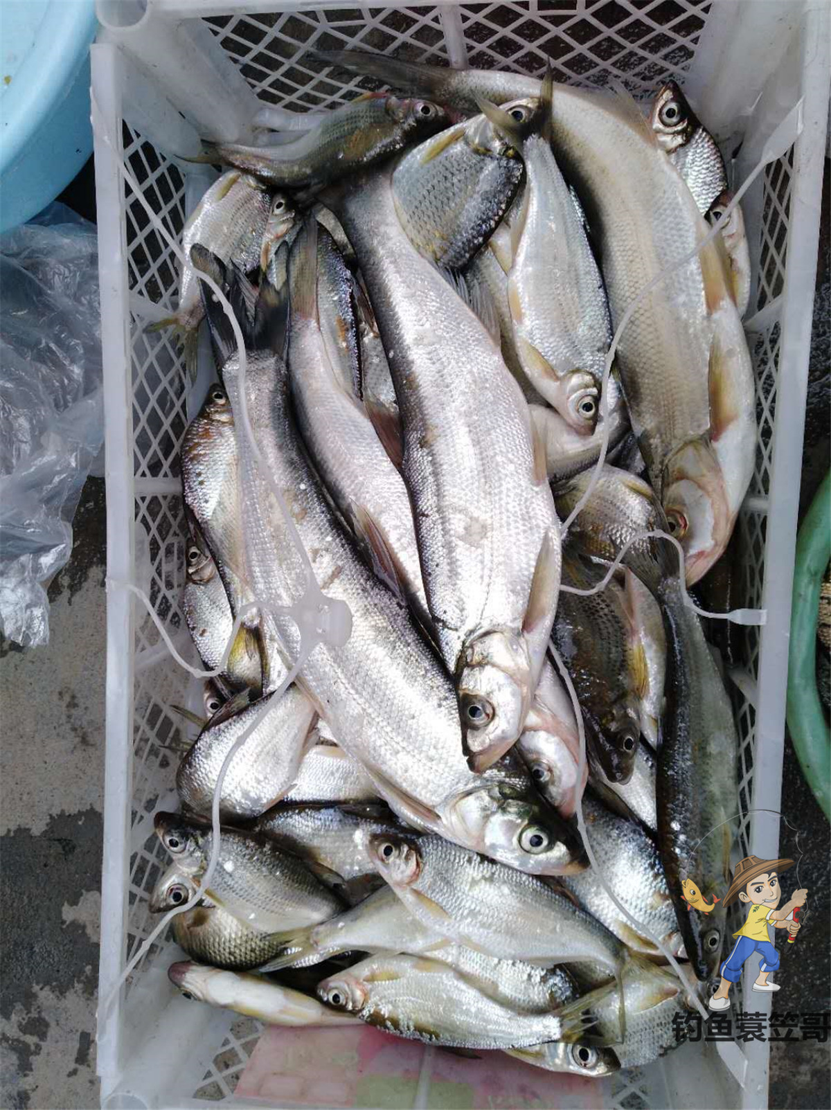 钓鱼如何预防小鱼闹窝,夏季钓鱼避免小鱼闹窝的4个方法