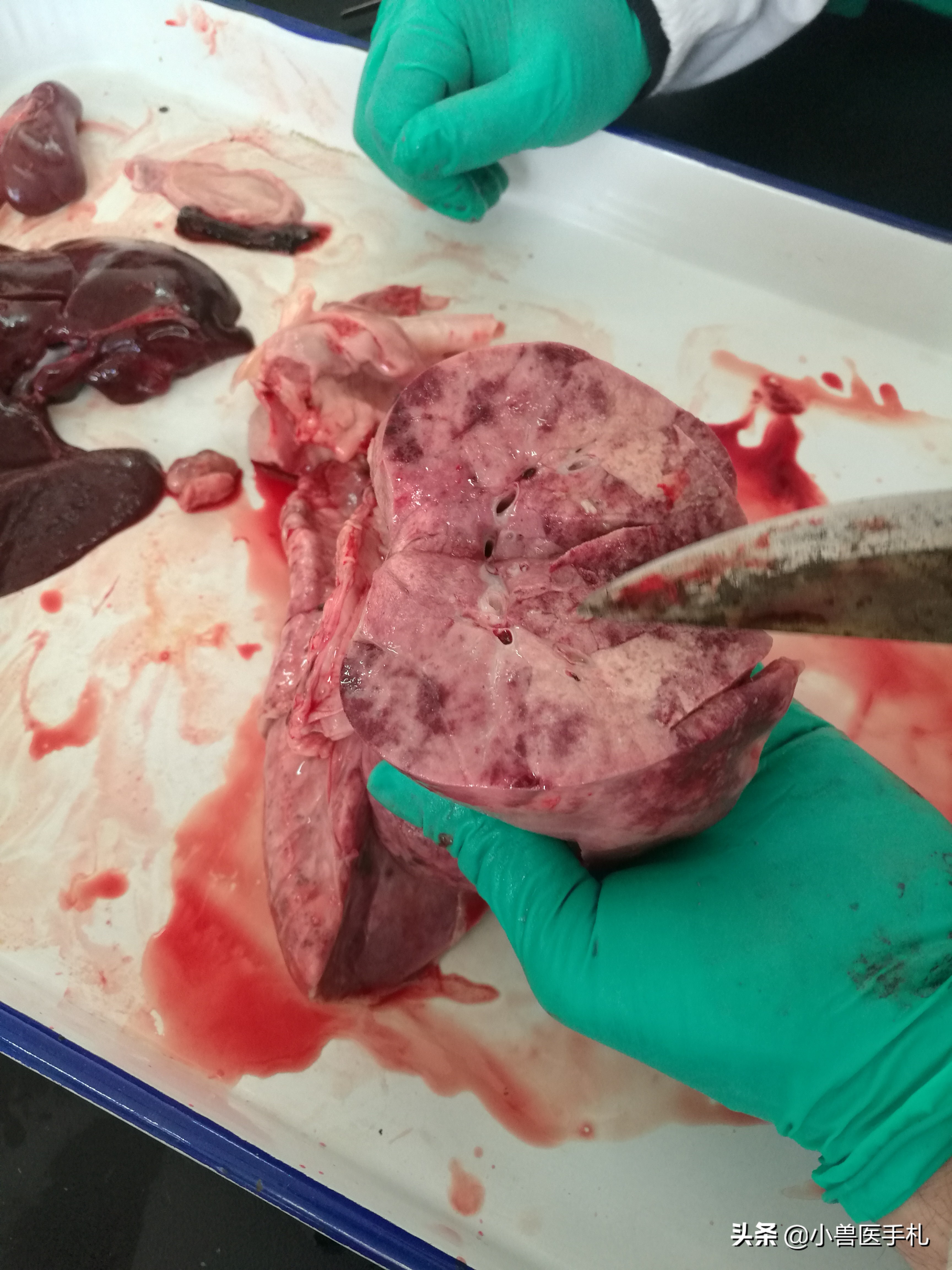 副猪嗜血杆菌病的pcr实验操作,猪沙门氏菌副伤寒