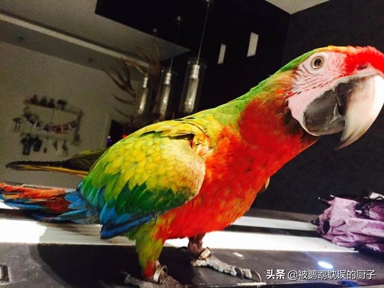 王校长养熊猫,王校长养了什么狗